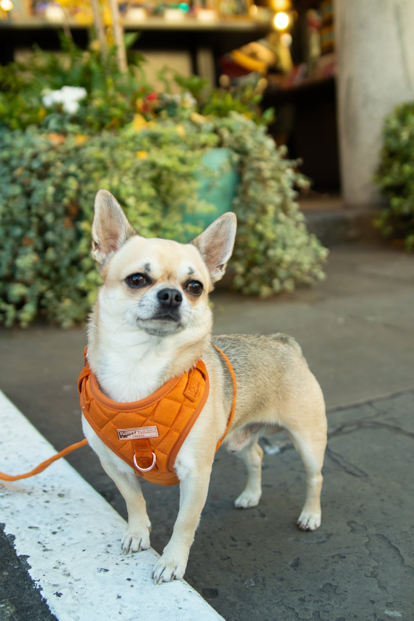 Elegant Orange Velvet Collection- Dog Harness, Collar, Bow Tie, Lead and Poop Bag Holder