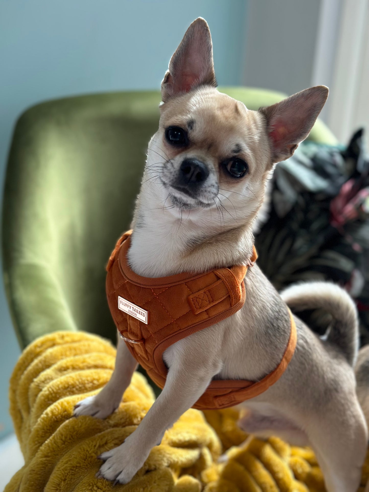 Elegant Orange Velvet Harness