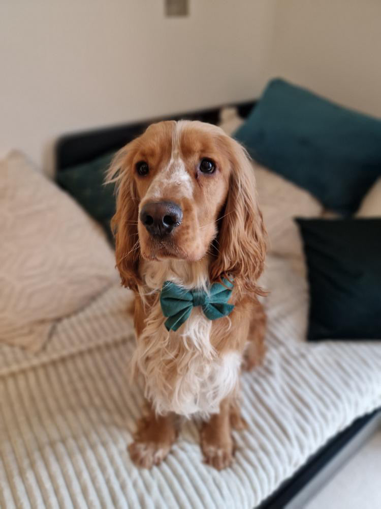 Emerald Green Collar and Bow Tie