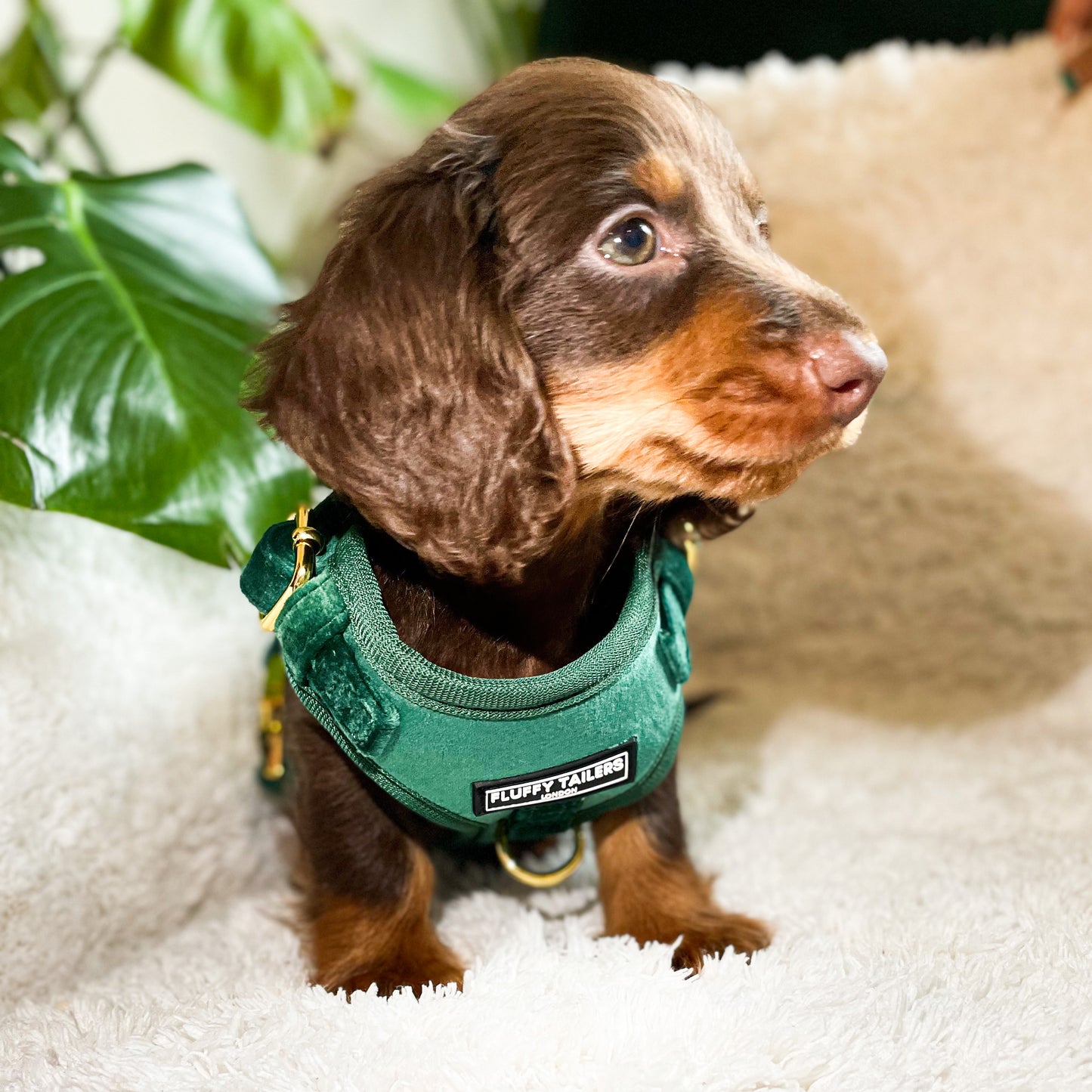 Emerald Green Collection- Dog Harness, Collar, Bow Tie, Lead and Poop Bag Holder