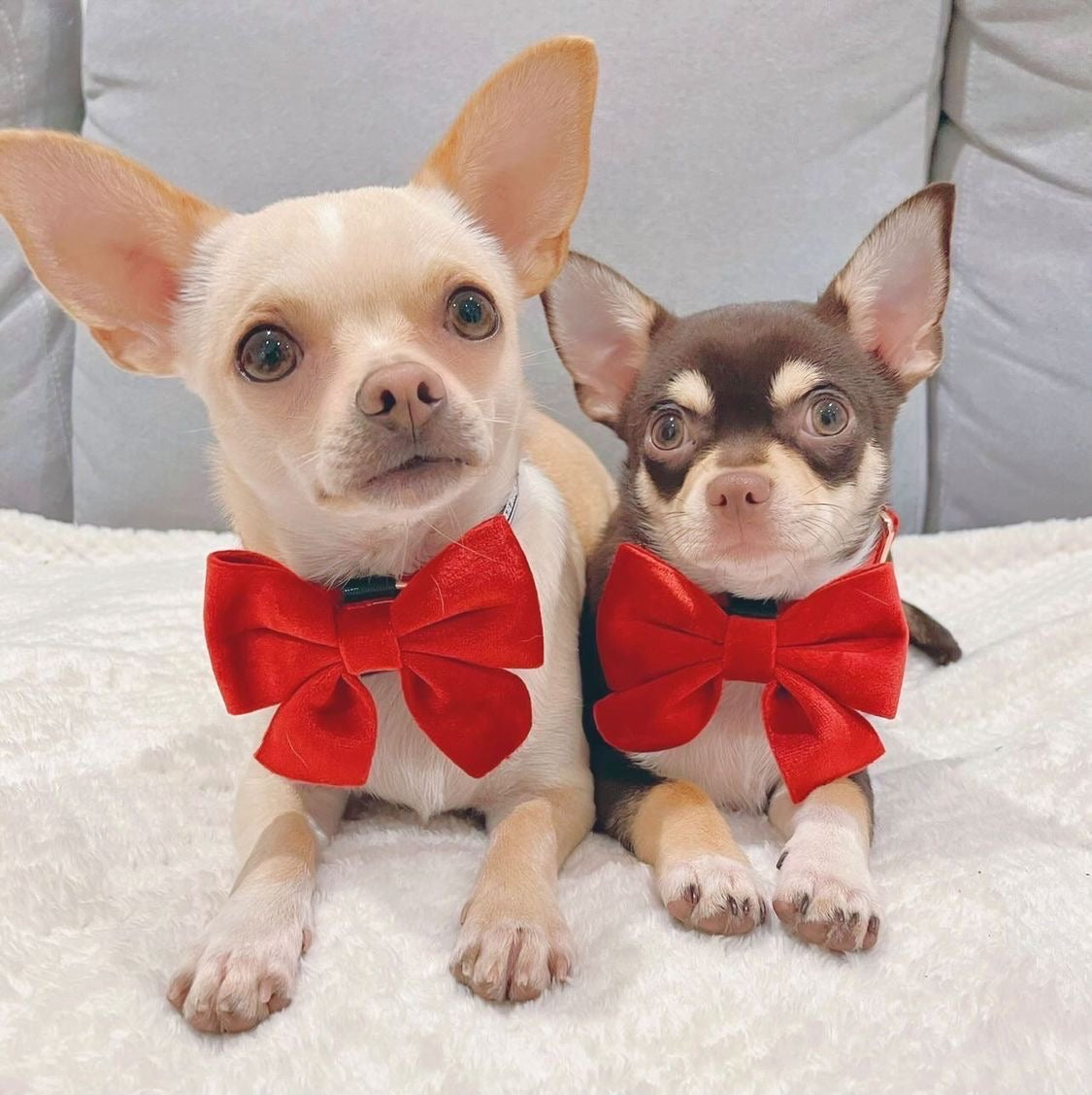 Luxury Velvet Collar and Bow Tie