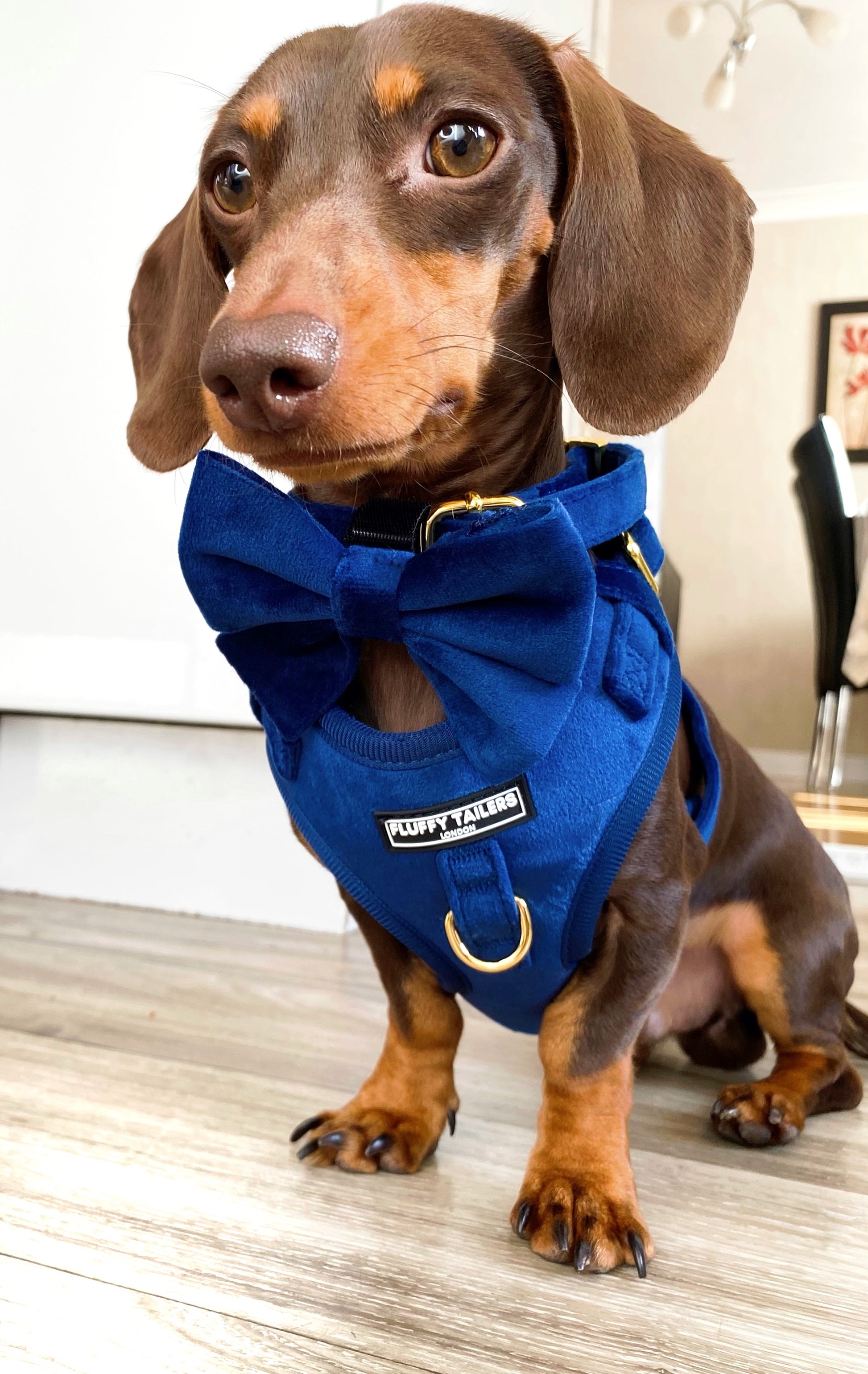 Royal Velvet Harness, Collar and Bow Tie