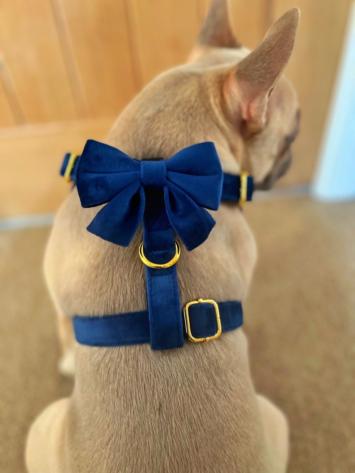 Royal Velvet Harness, Collar and Bow Tie