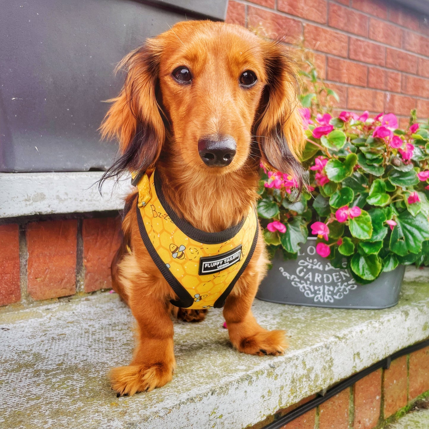 Bee Kind Harness 