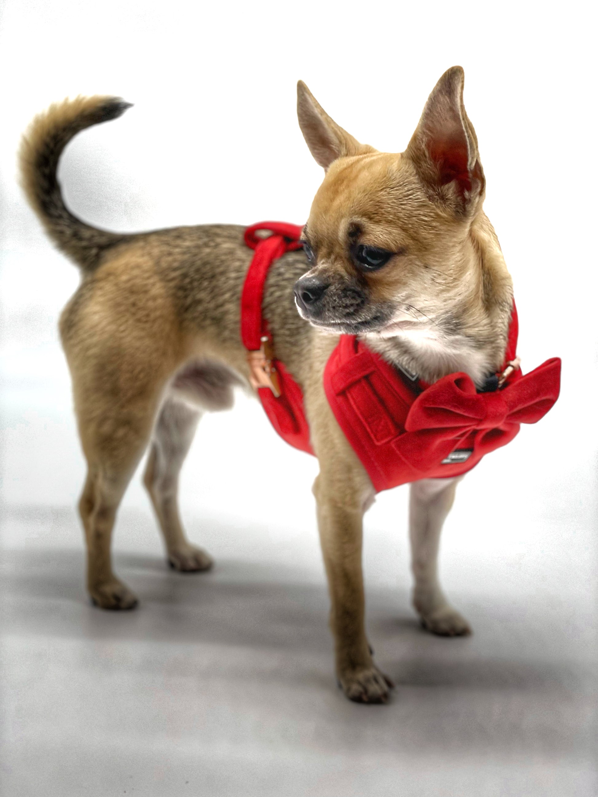Luxury Velvet Harness, Collar and Bow Tie