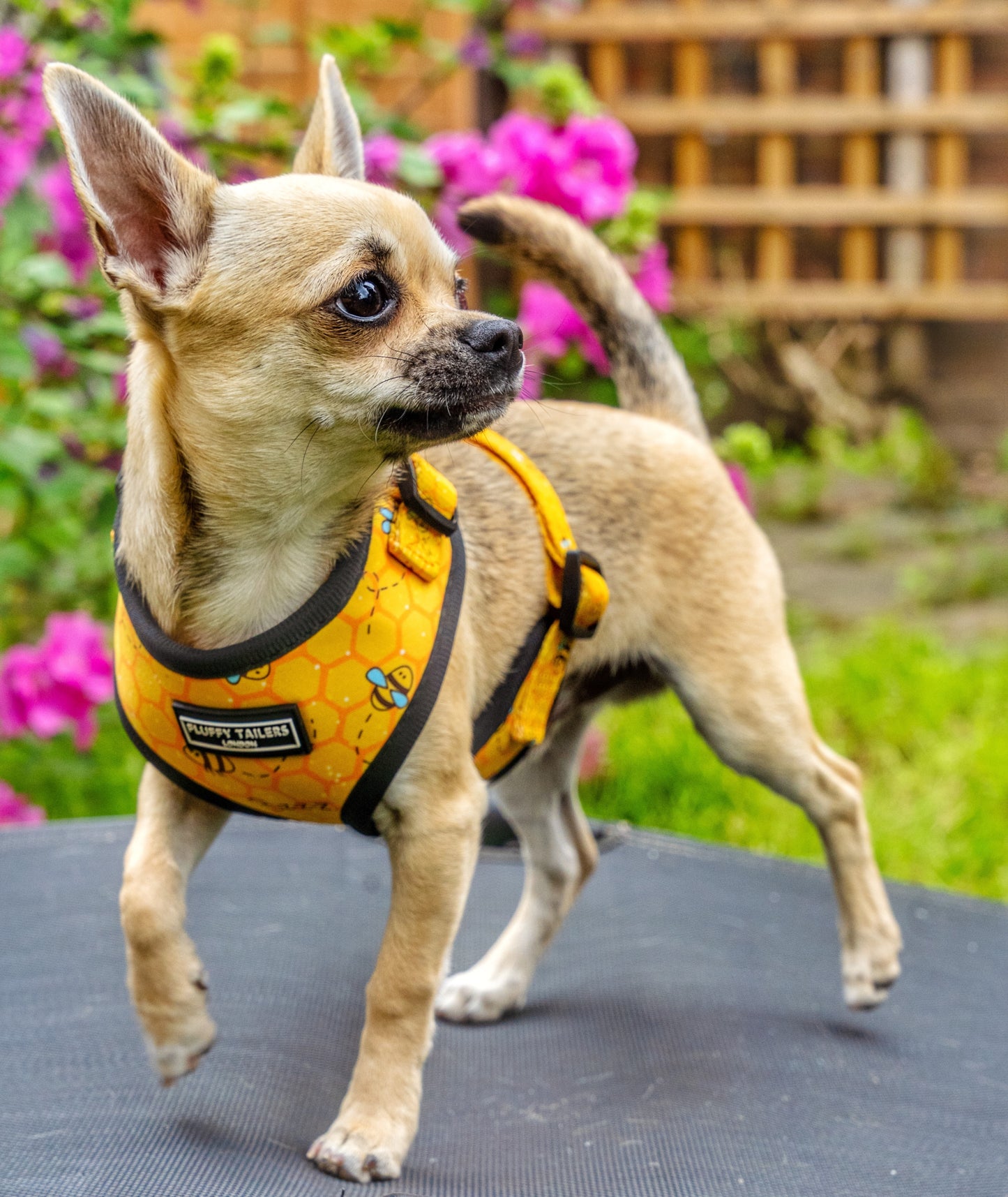 Bee Kind Collection- Dog Harness, Collar, Bow Tie, Lead and Poop Bag Holder