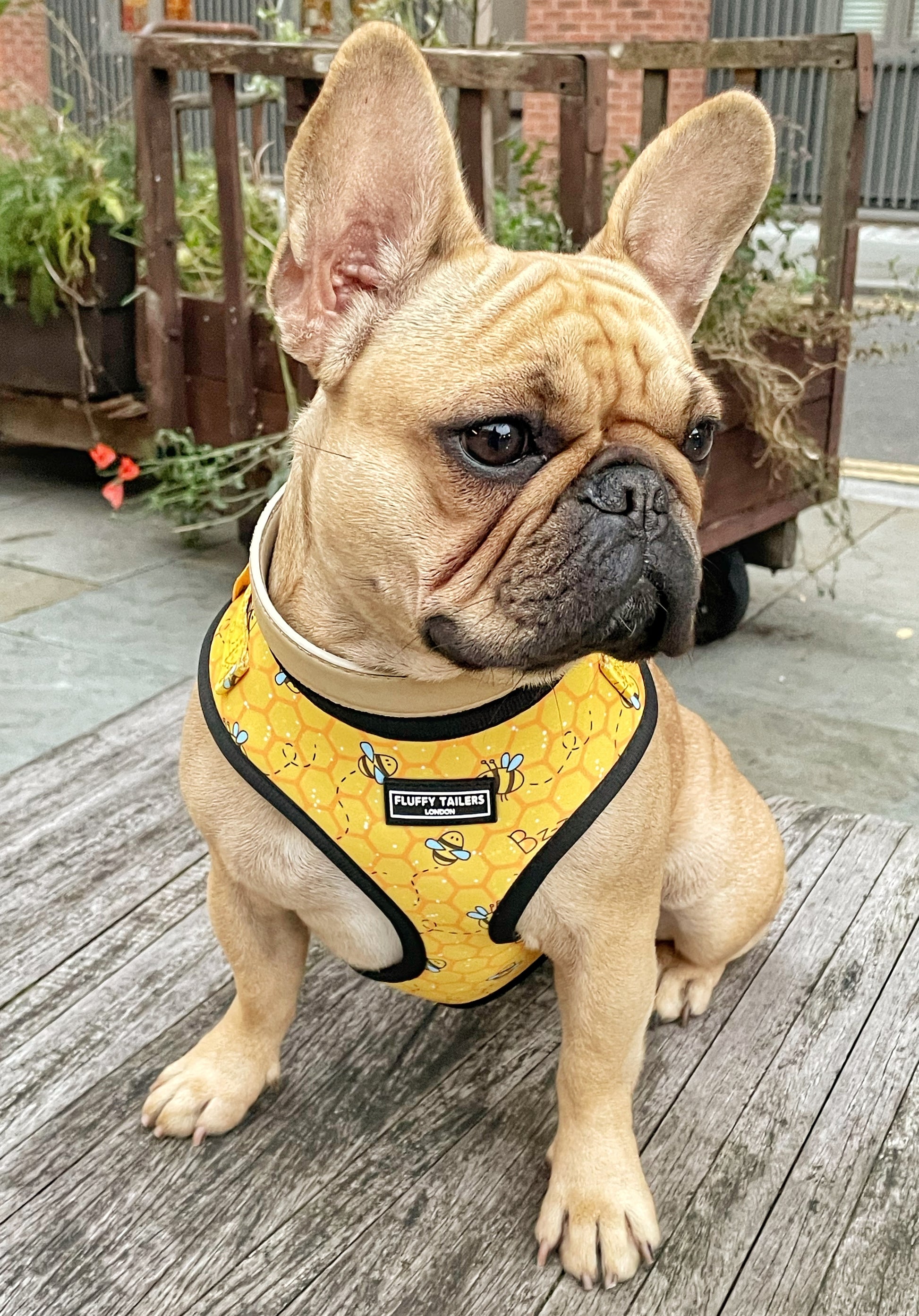 Bee Kind Harness 