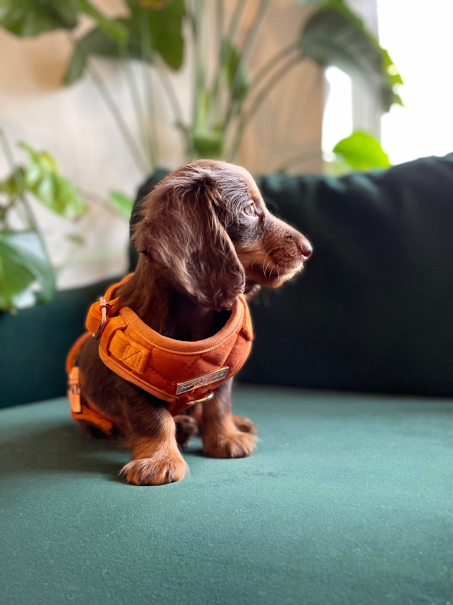 Elegant Orange Velvet Harness