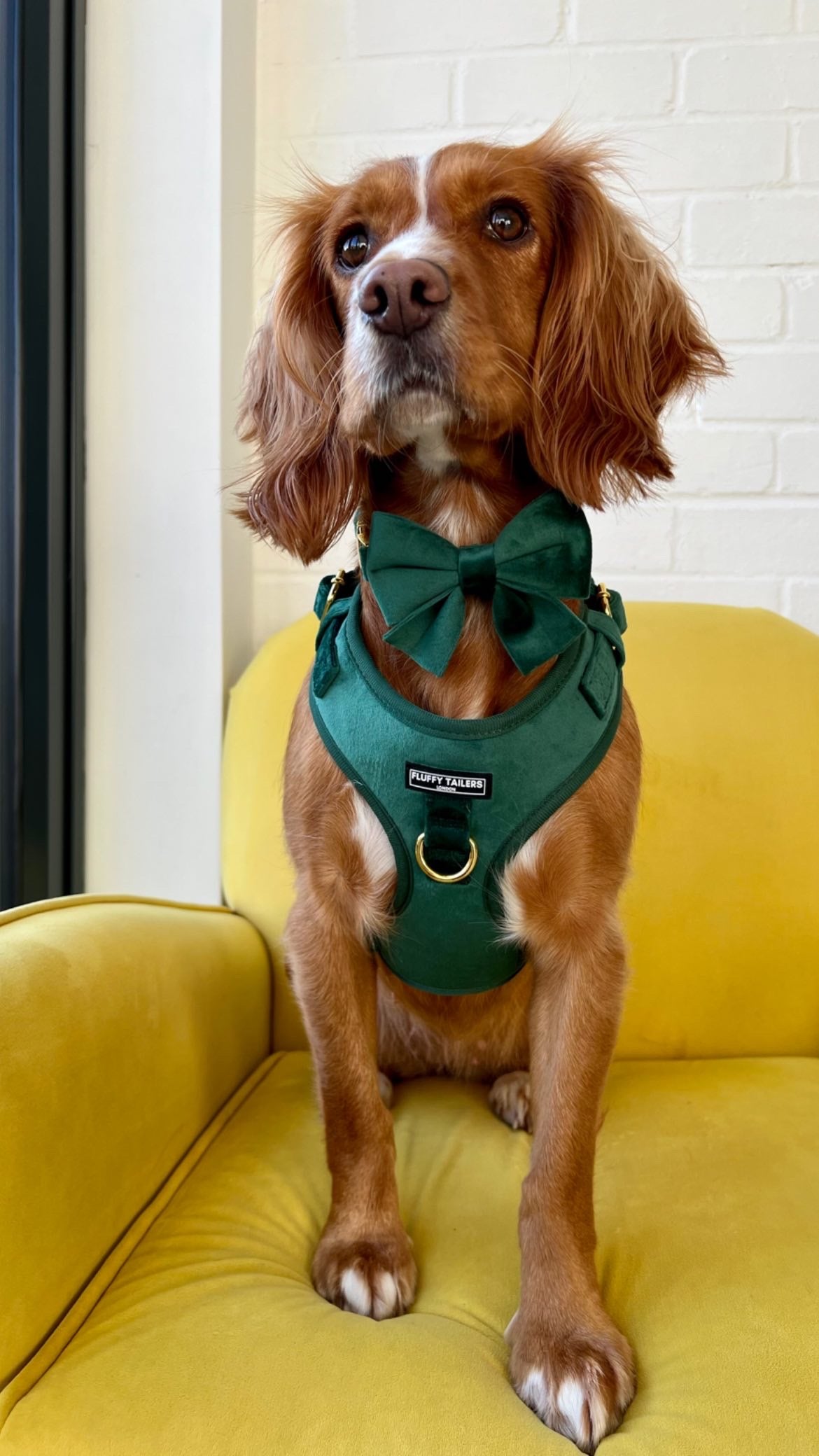 Emerald Green Collection- Dog Harness, Collar, Bow Tie, Lead and Poop Bag Holder