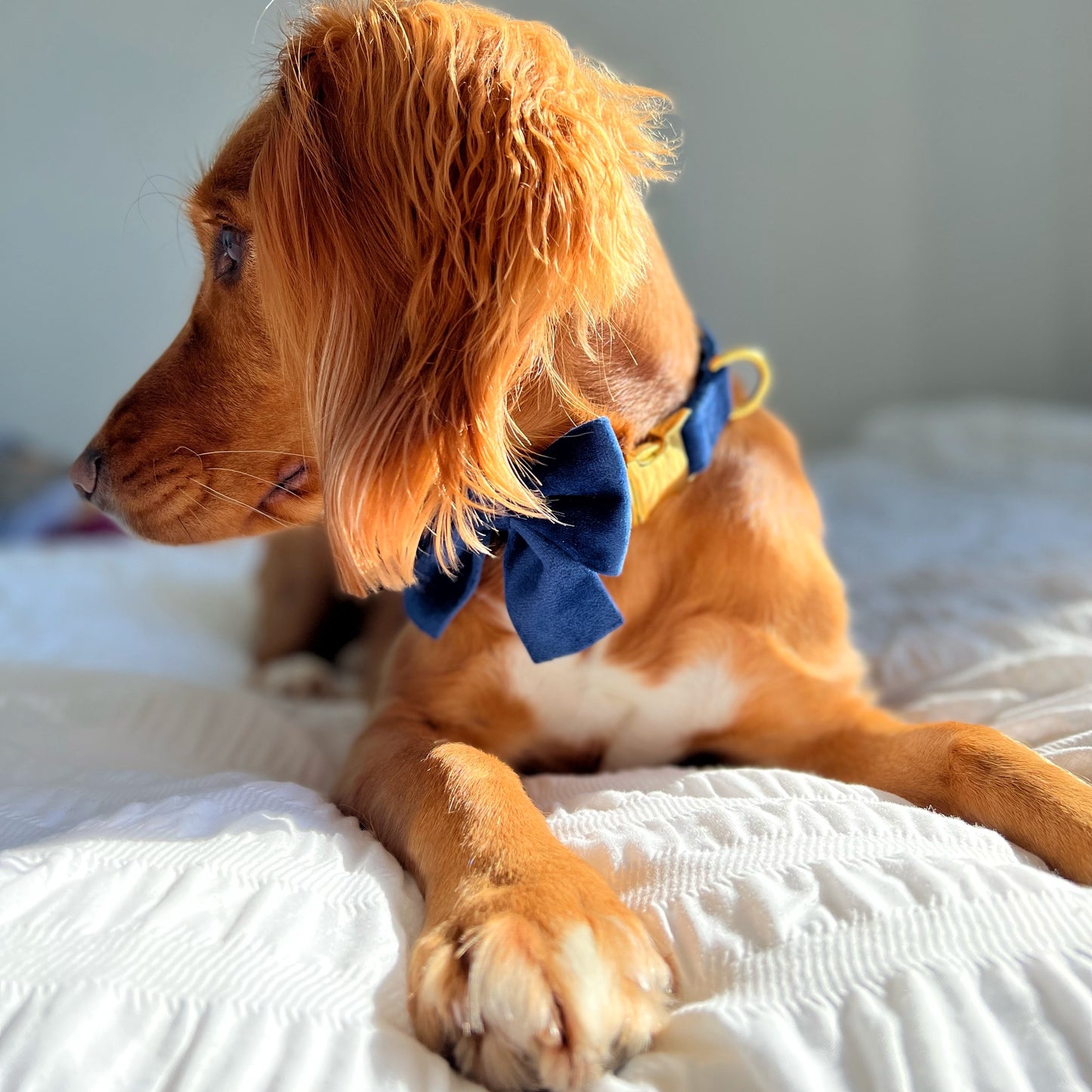 Royal Velvet Collar and Bow Tie