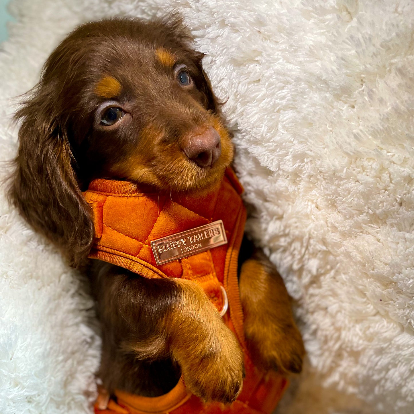 Elegant Orange Velvet Collection- Dog Harness, Collar, Bow Tie, Lead and Poop Bag Holder