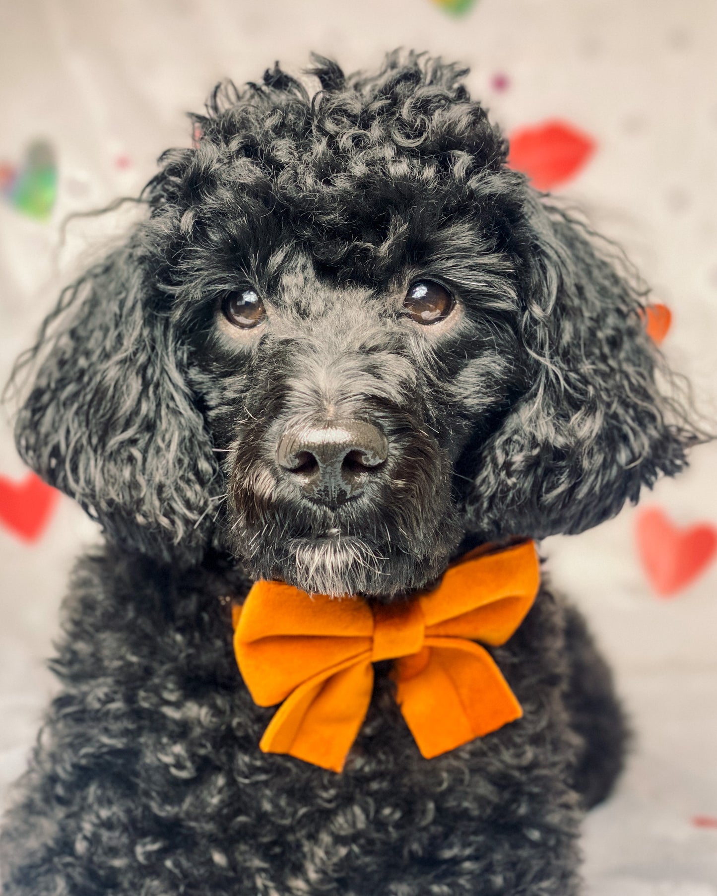 Elegant Orange Velvet Collection- Dog Harness, Collar, Bow Tie, Lead and Poop Bag Holder